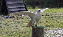 les aigles du Lman