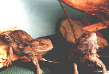 le vivarium d'Yvoire
